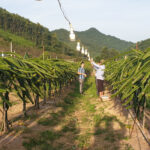 LED Thái Dậu - Ảnh 3